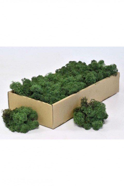 Forest Green Şoklanmış İzlanda  Reindermoss Teraryum Yosunu Sphan