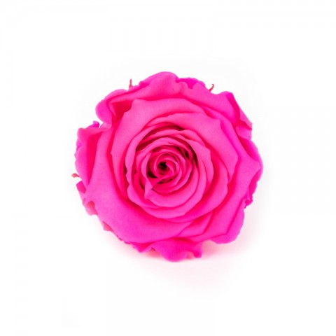 Solmayan Gül Şoklanmış Gül - L, Pembe Renk