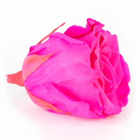 Solmayan Gül Şoklanmış Gül - L, Pembe Renk
